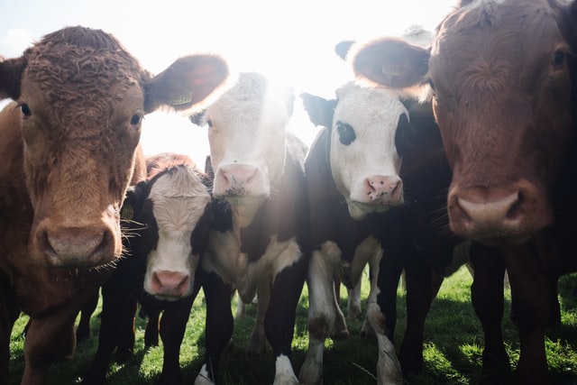 Фото коров на лужайке